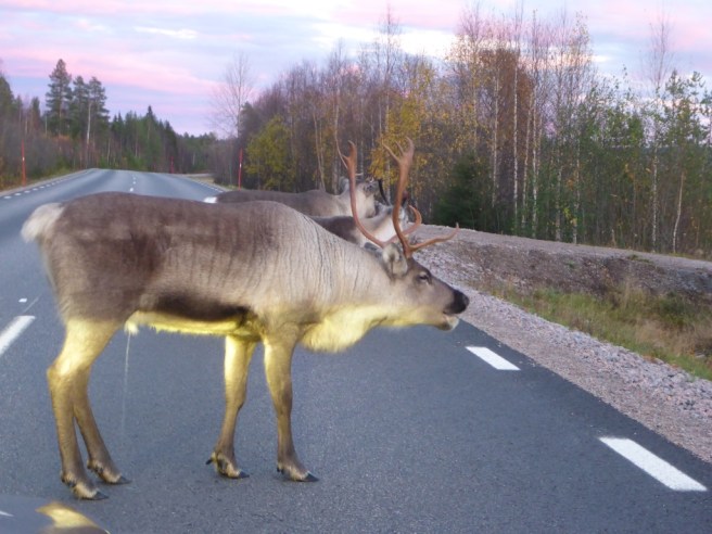 it-might-be-a-fancy-car-but-its-my-road