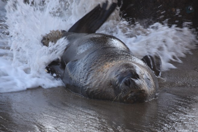 Vina del Mar sealion