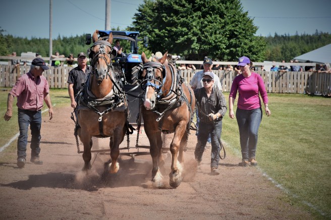 Heavy horse pull Dundas2 2019(1)