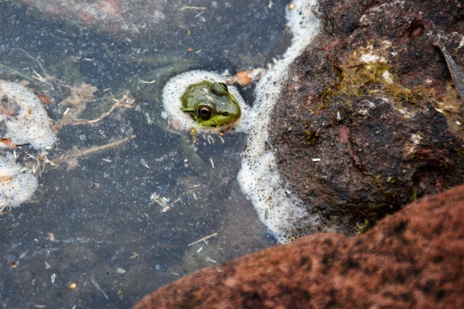 pond frog